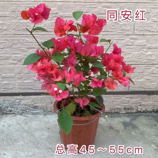 临泉县紫花三角梅  三角梅安格斯