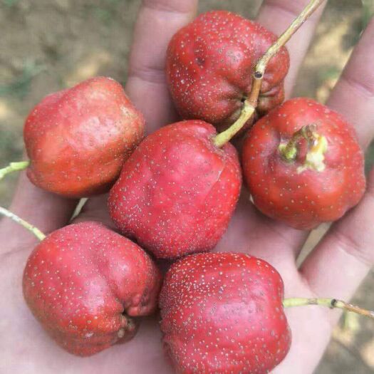 平邑县大五棱山楂  精品五楞  糖葫芦  糖雪球  不化糖，质量保