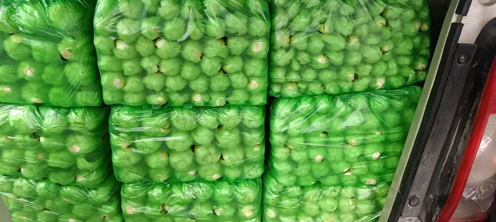 上海青 精品叶菜，