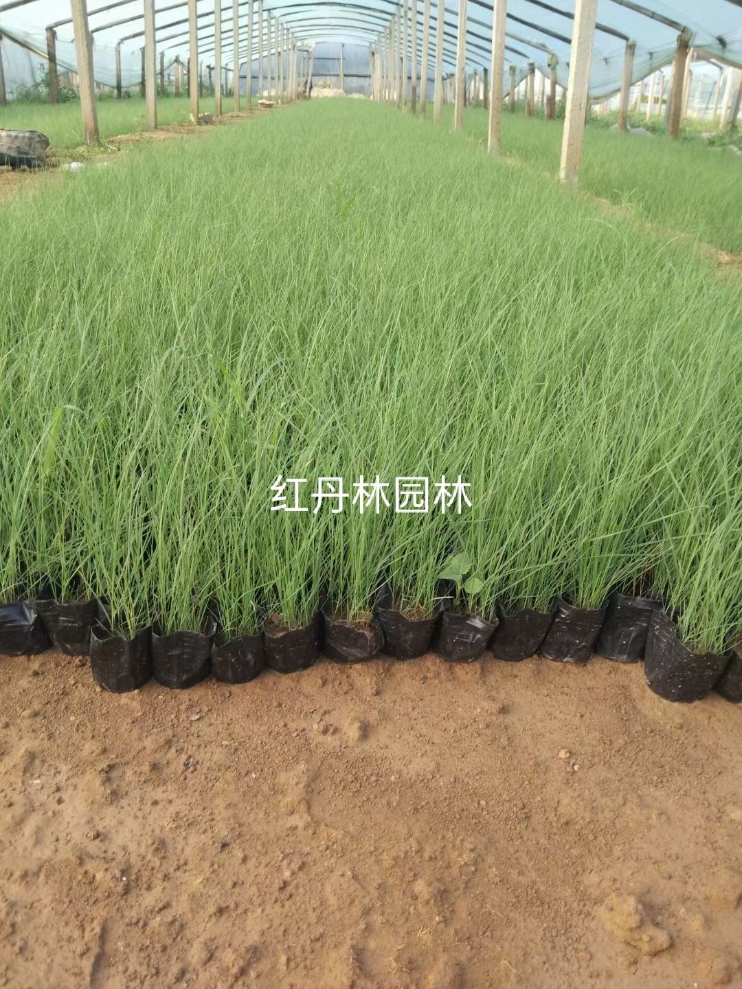 粉黛乱子草 粉黛乱子草现货供应 乱子草基地直供