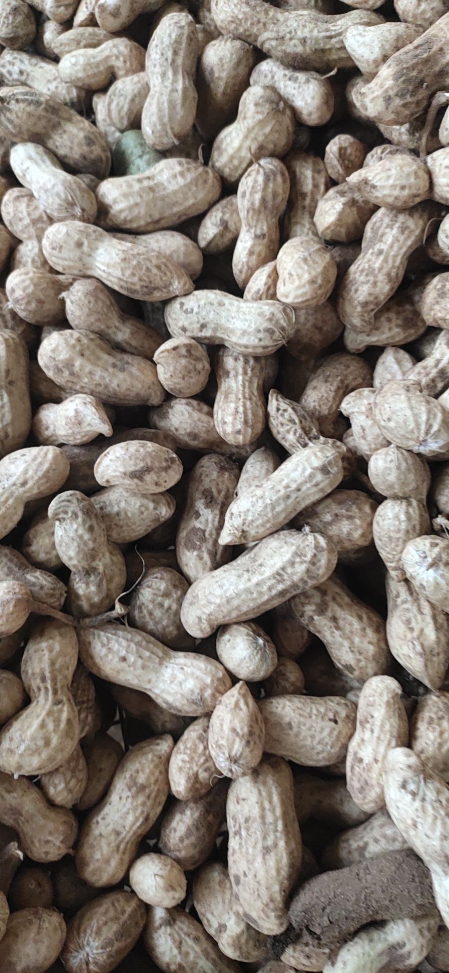 鲜花生  花生。沙土地种植的花生，干净，没有泥土，口感好？