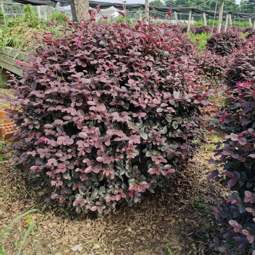 常州黑珍珠红继木  红花继木自己田里种的，价格优惠。