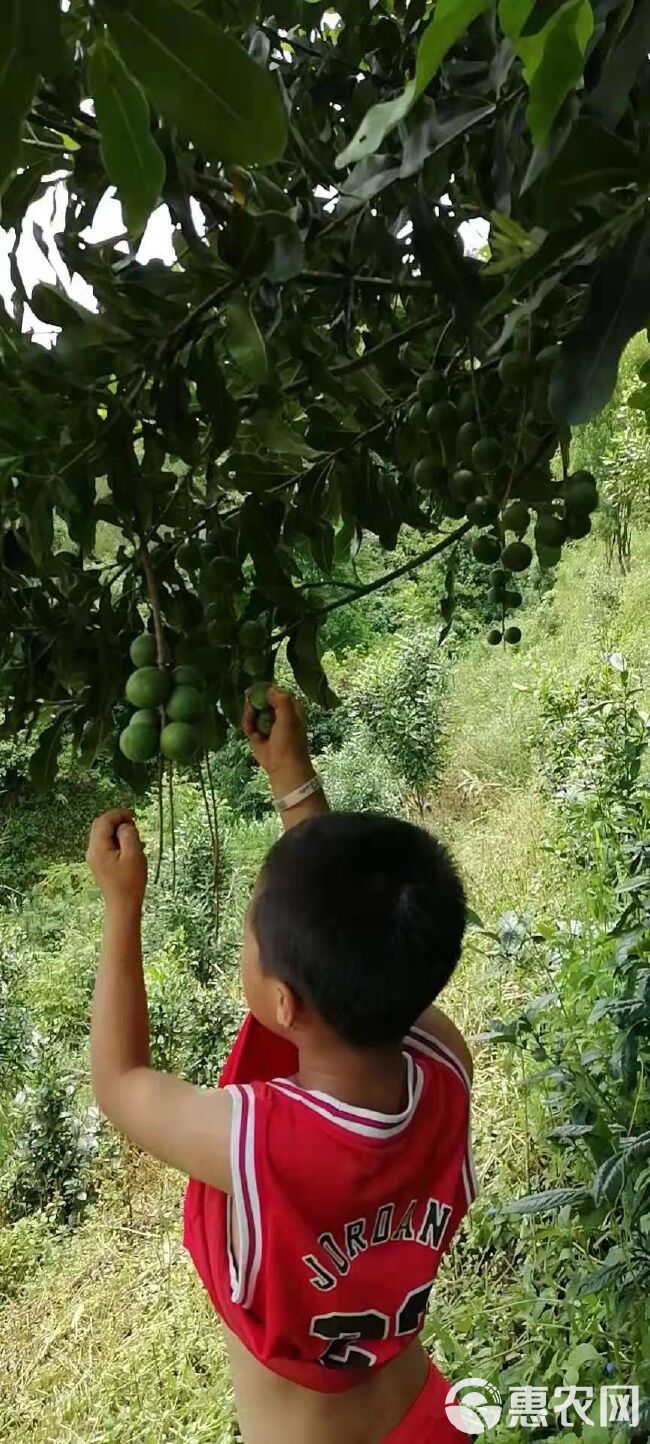  夏威夷果坚果大量上市