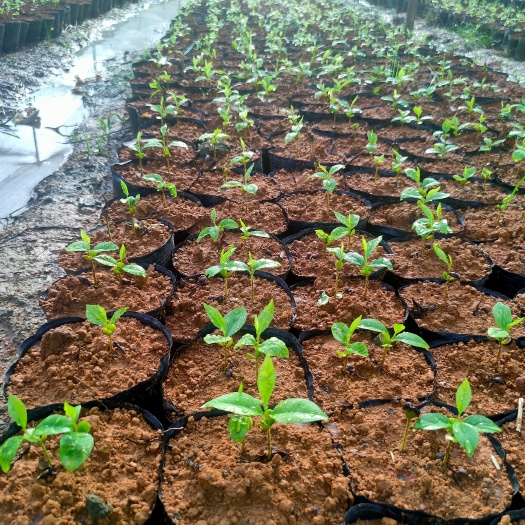 化州市沉香苗  沉香芽苗