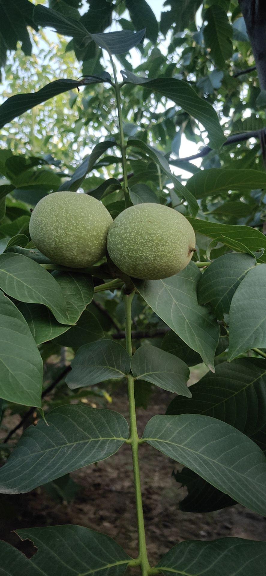 核桃  经营各季节性水果，粮食产品