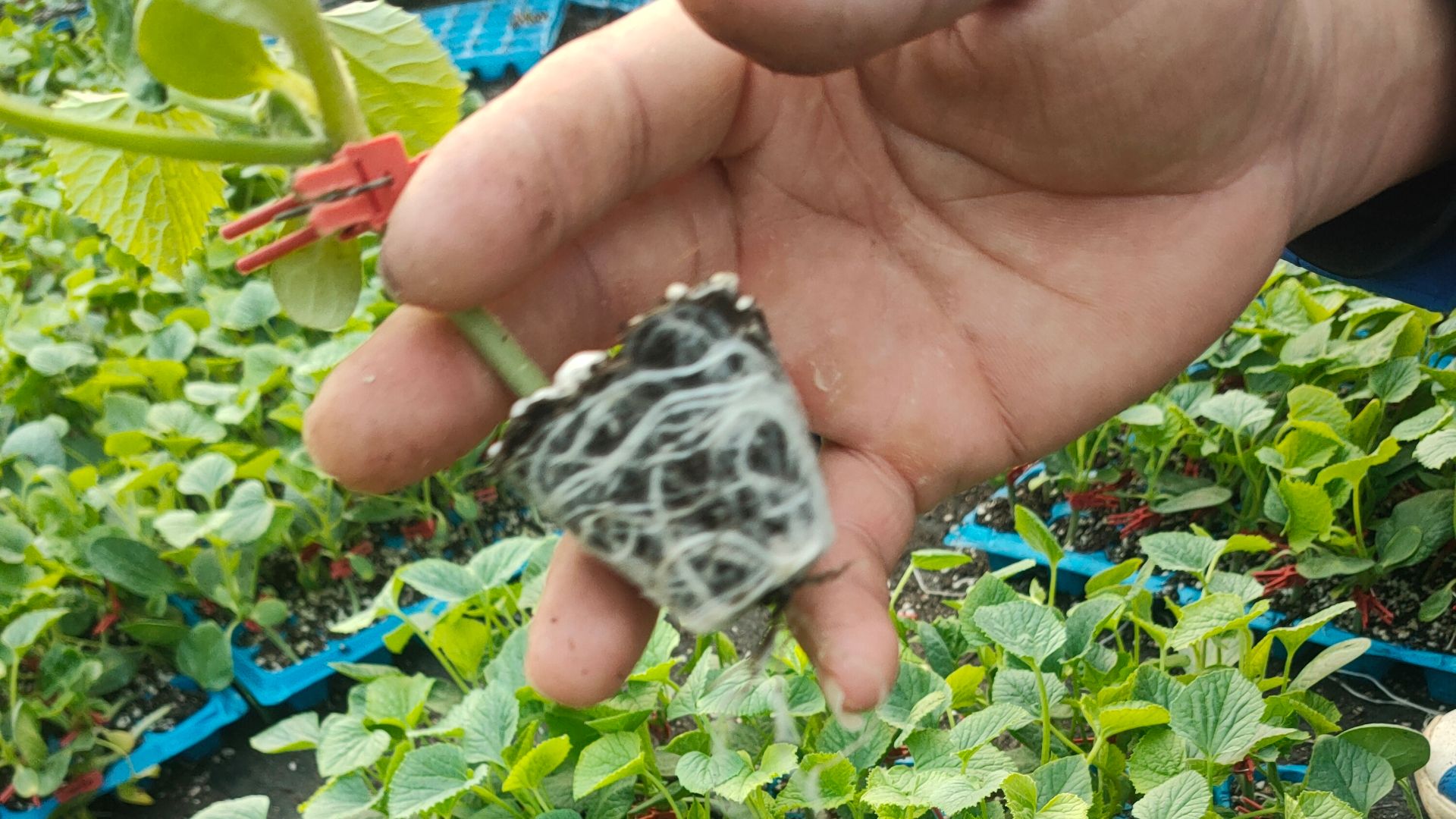 栽培基质  鲁沃育苗有机活性菌。抗原料