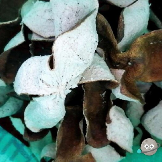 江门 新会陈皮，两年皮，产地发货