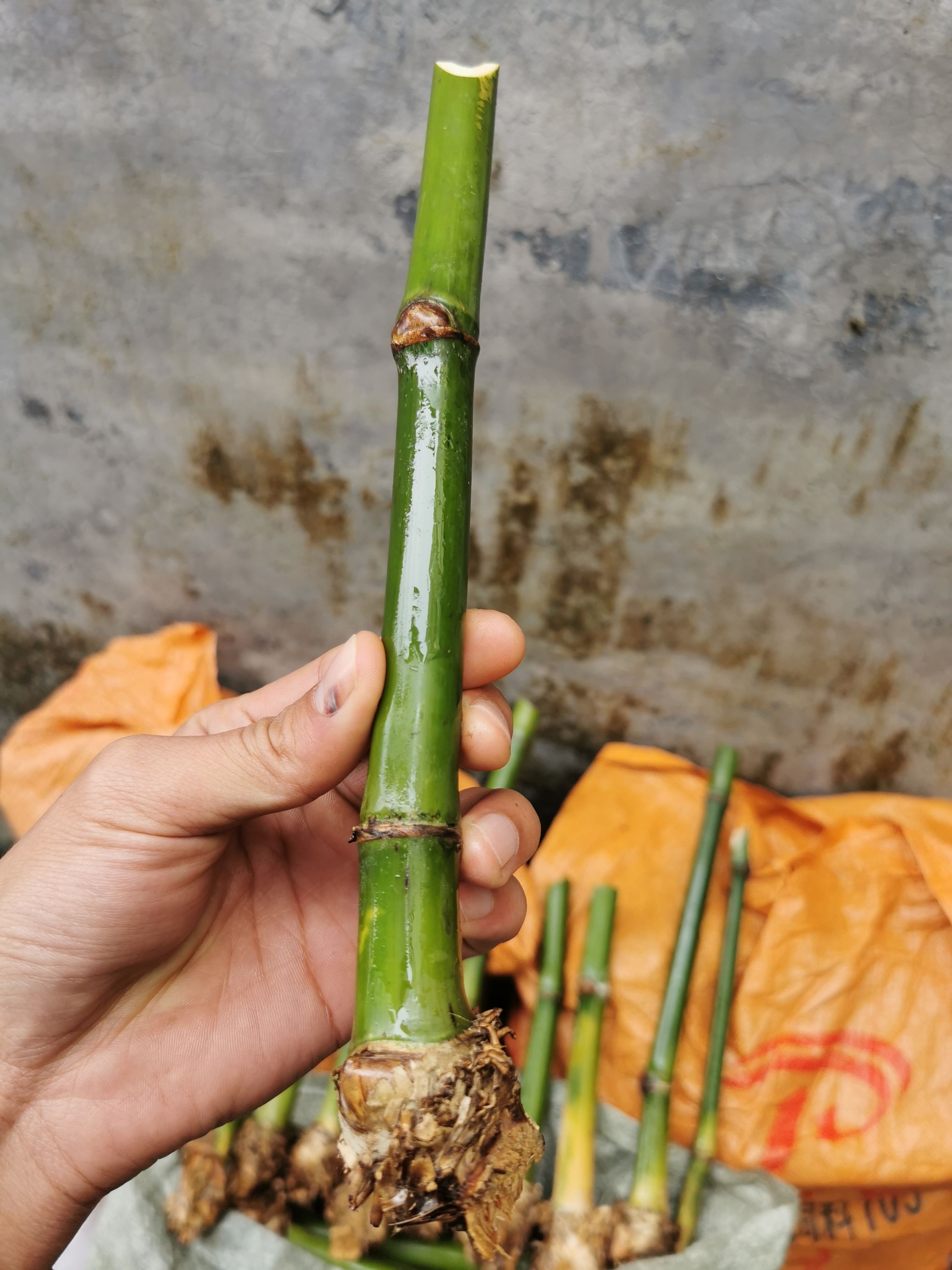 麻竹苗竹苗竹笋苗甜竹苗竹枝苗