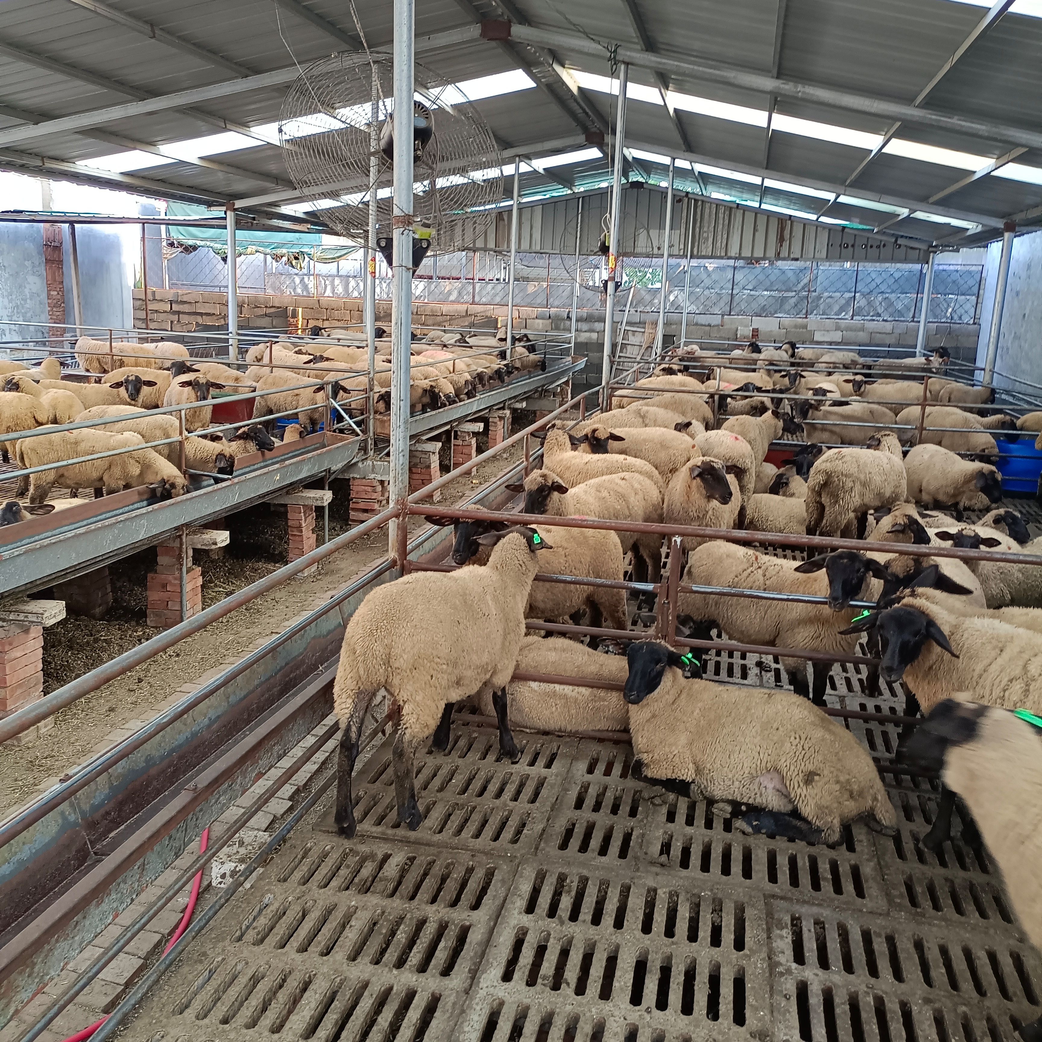 绵羊  萨福克公母都有，