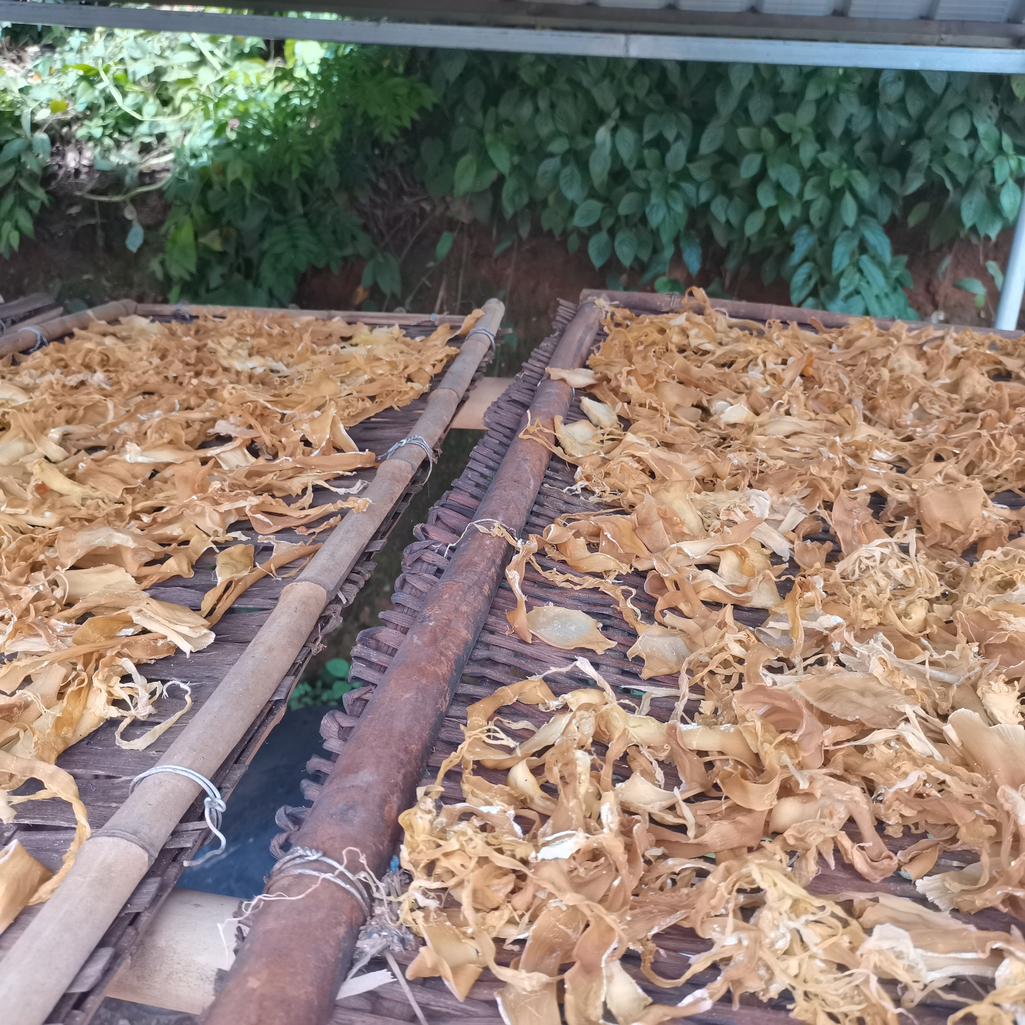  云南深山老林里的竹笋干片 自然晒干 懂货的来