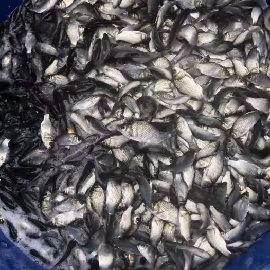 鲤鱼苗 