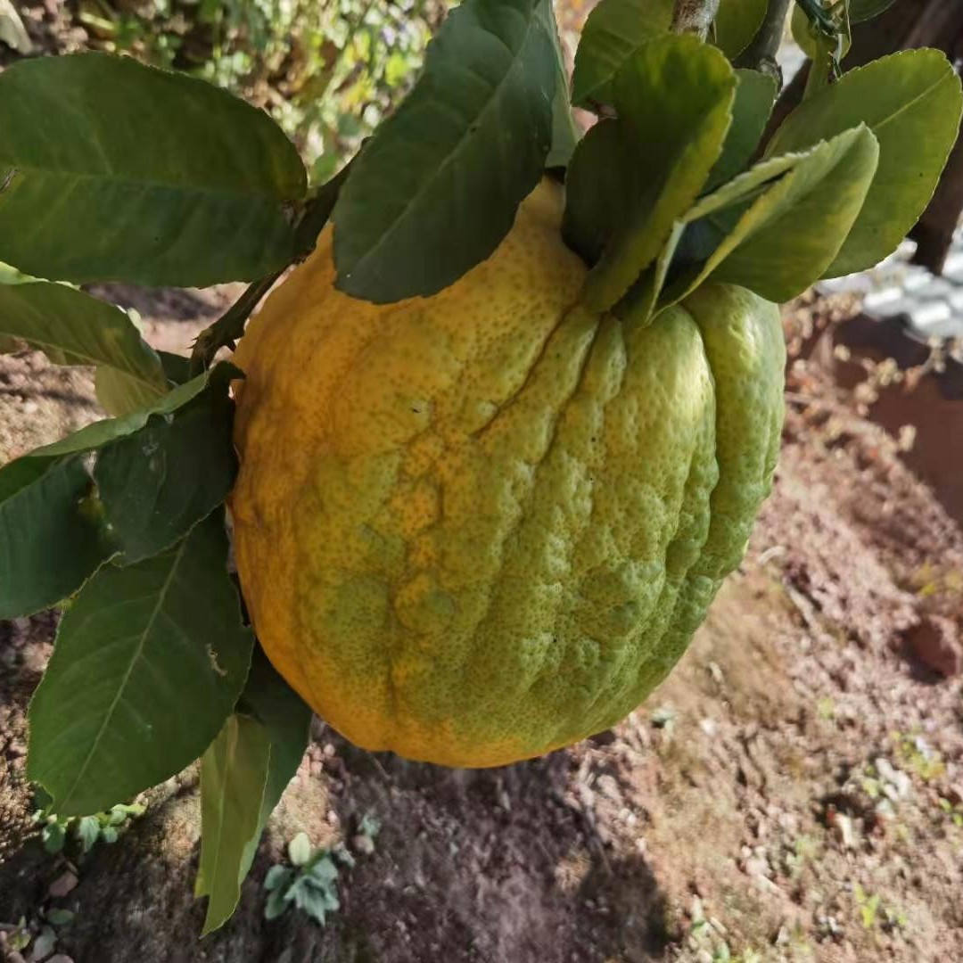 香橼果  香橼干片  佛手干片  可鲜果可烤干