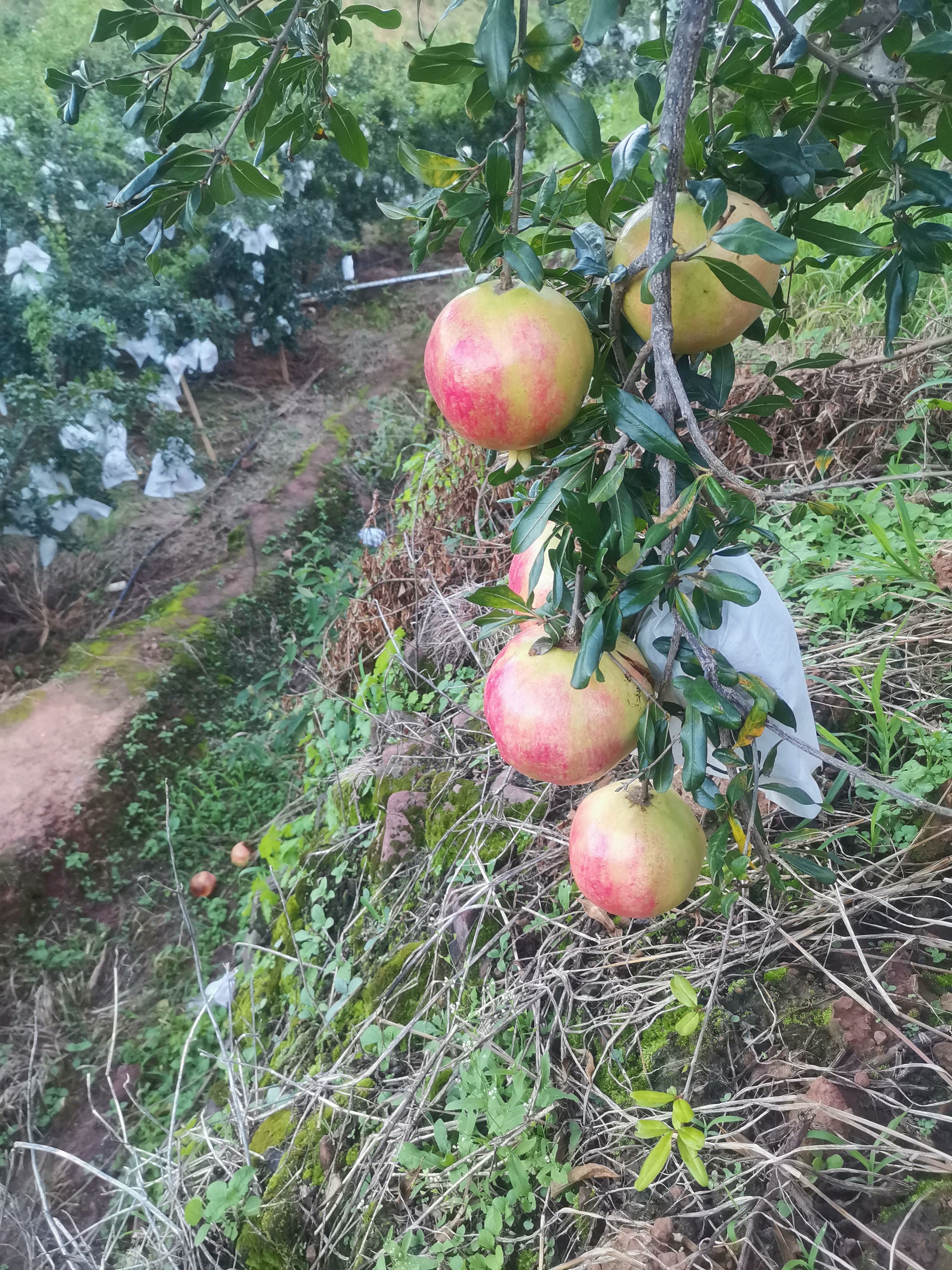 突尼斯软籽石榴 软子石榴，现在已经大量上市，个头大颜色好，口感好，