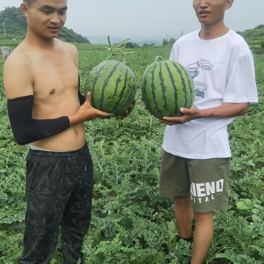 安顺 百亩麒麟西瓜自产自销 大量批发