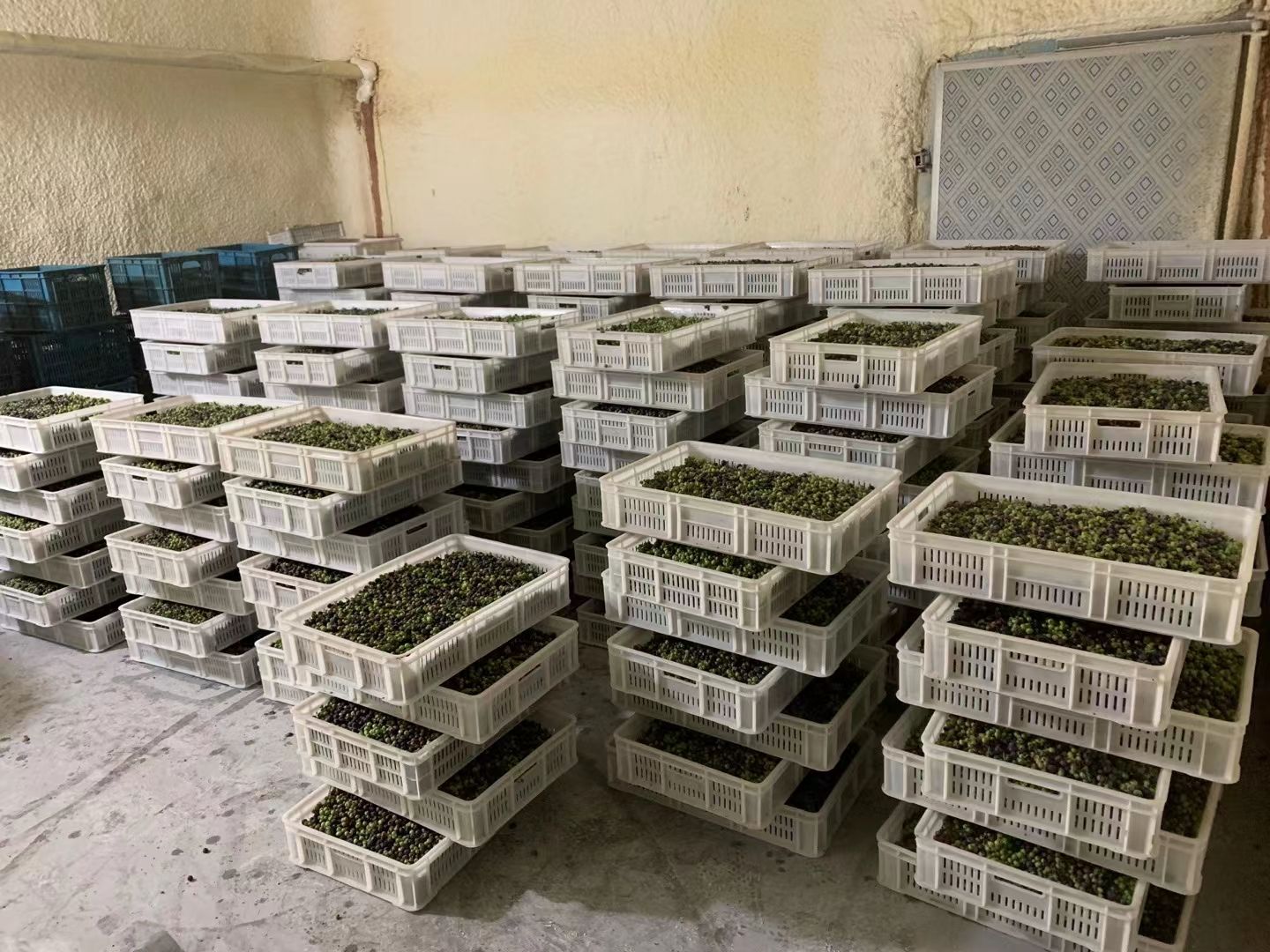 丹东冷冻蓝莓，12-14为主，没裂果