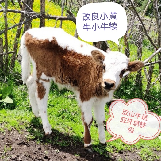 宕昌县甘肃改良小黄牛杂交牛犊