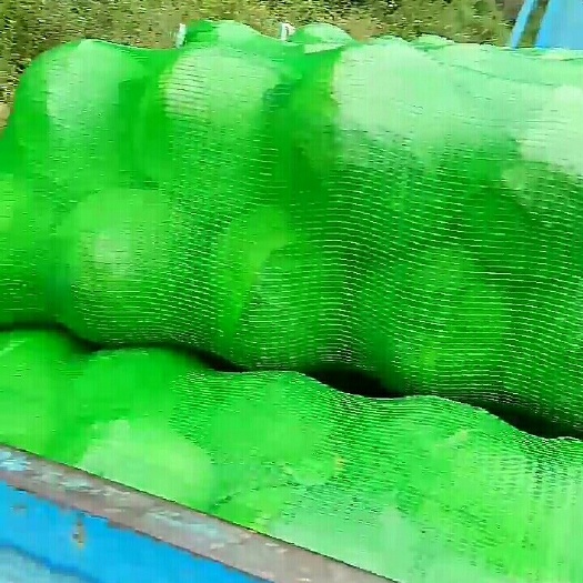 和顺县 刚下来的圆包菜