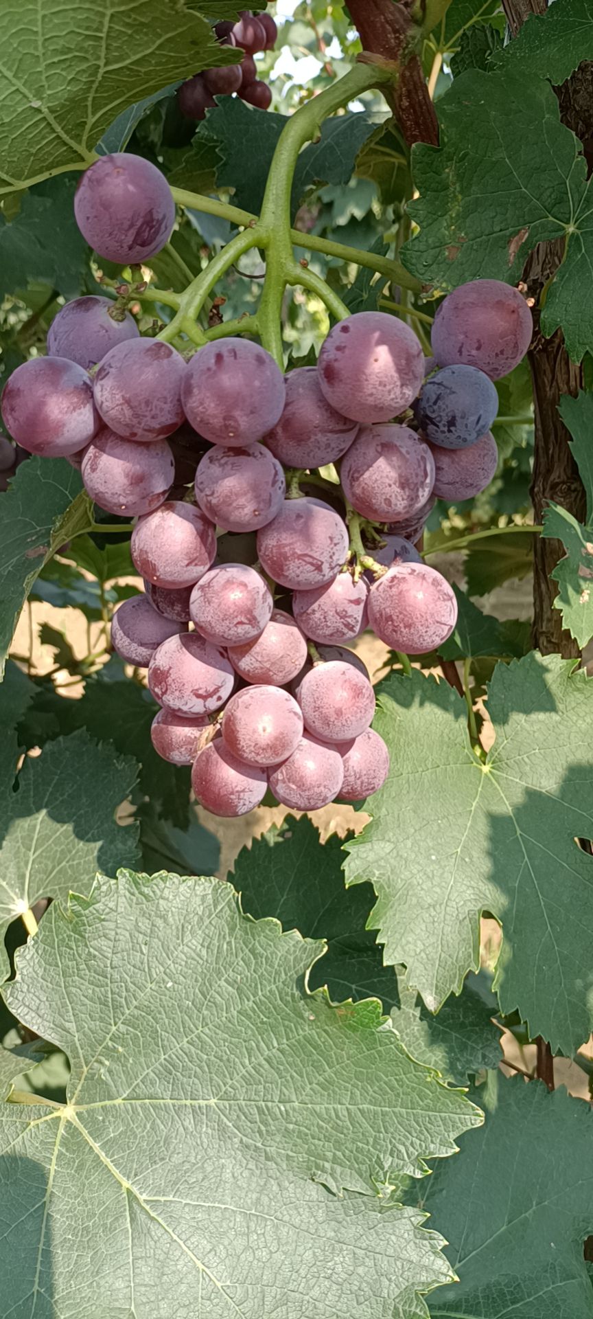 巨峰葡萄大量现货供应价格便宜