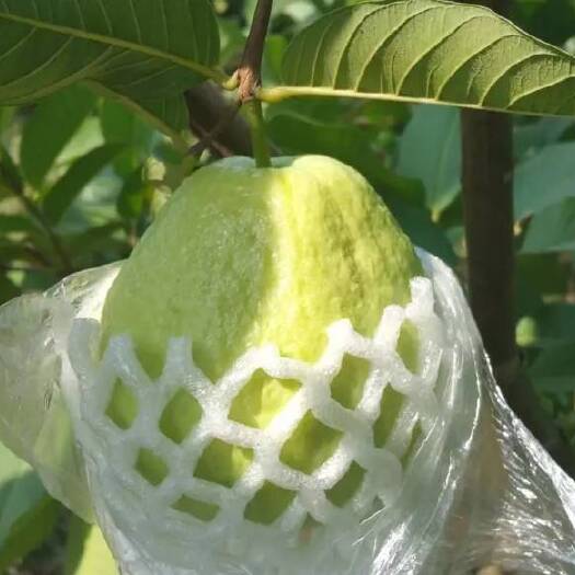 漳州番石榴，芭乐