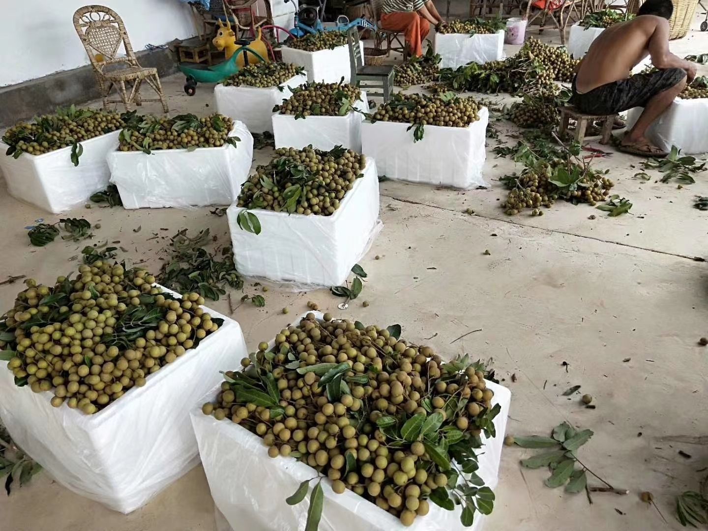 龙眼  云南石夹