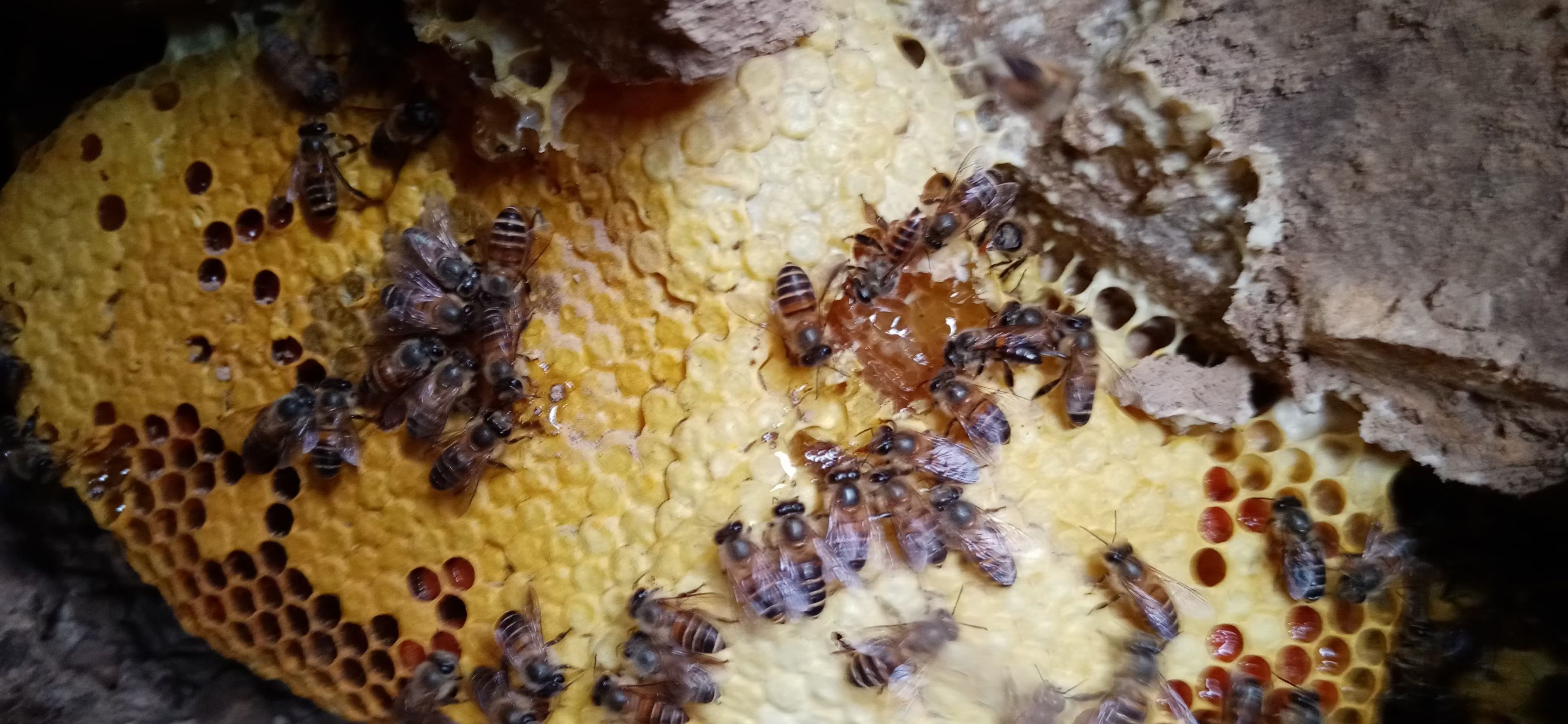 百花蜜 云南红河州纯土蜂蜜