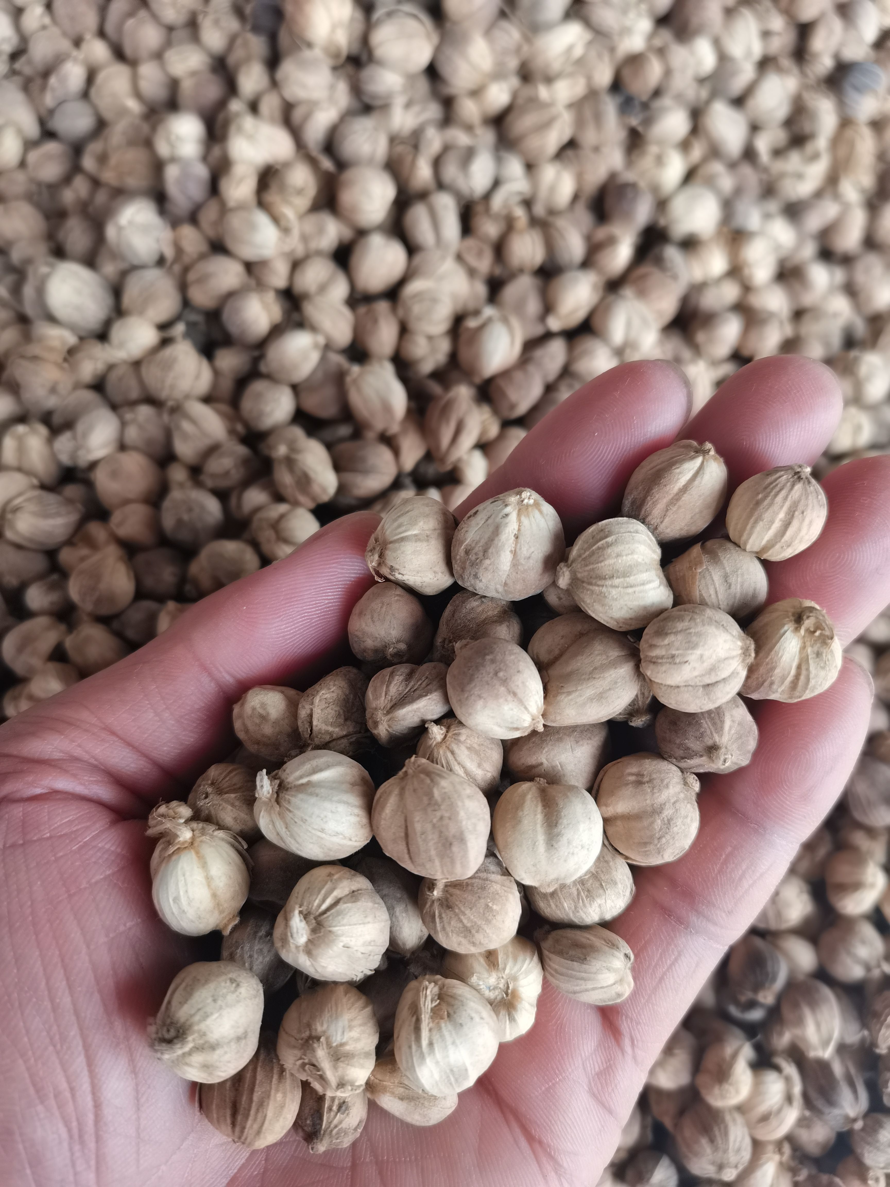 白蔻 白扣 白豆蔻 各种香辛料批发 中药材大全