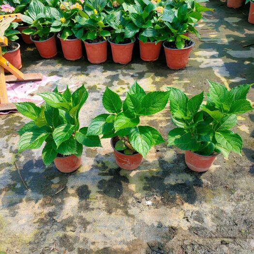 青州市绣球 绿化用绣球 八仙花种植销售