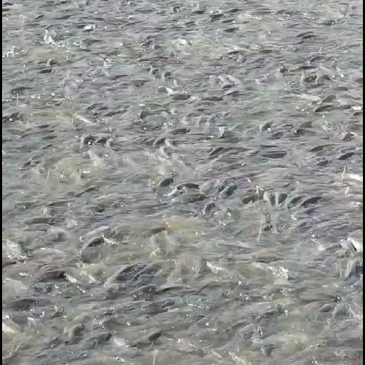 宿迁草鱼苗 出售各种夏花，淡水鱼苗 ，想要电的联系