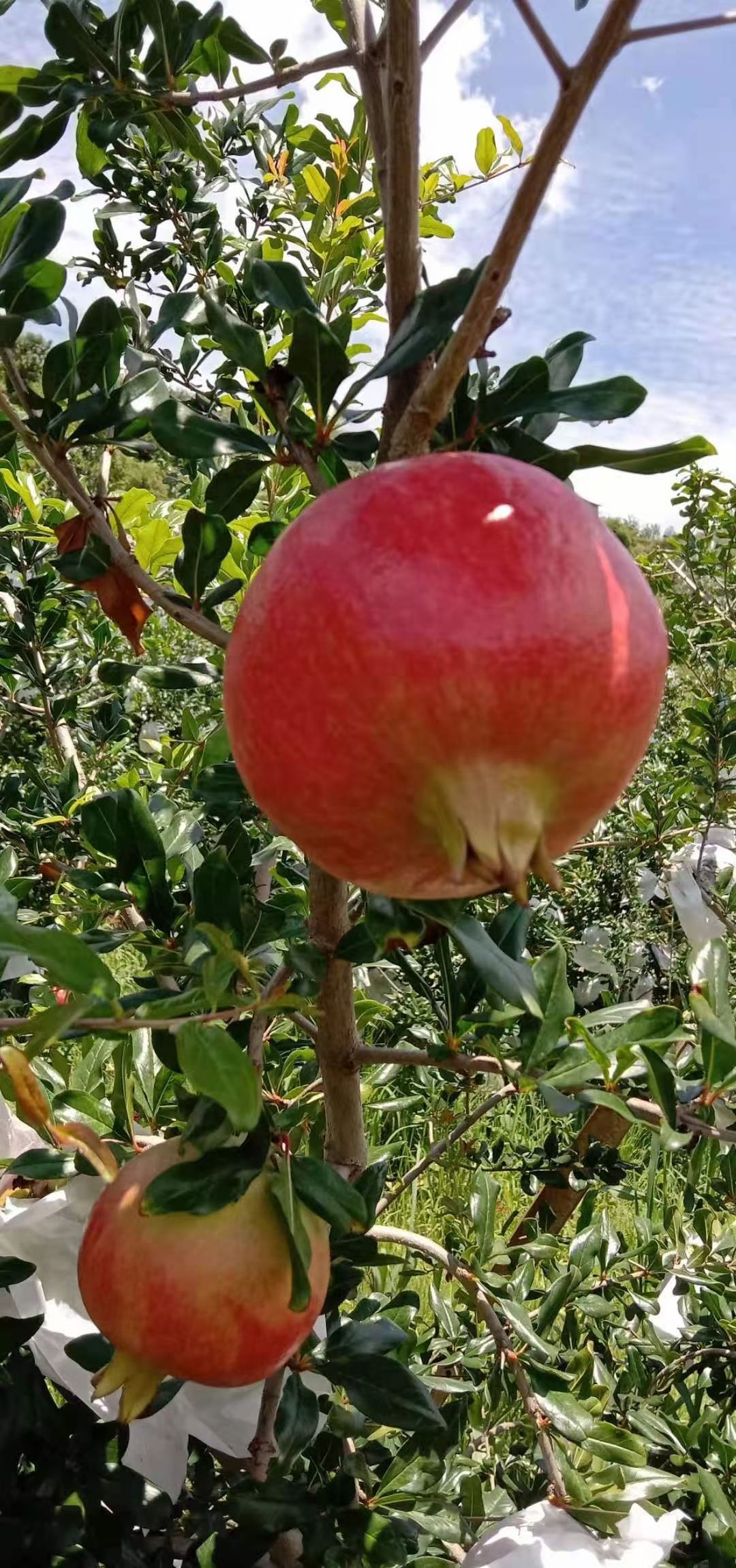突尼斯软籽石榴  四川凉山软仔石榴上市了，需要的联系。