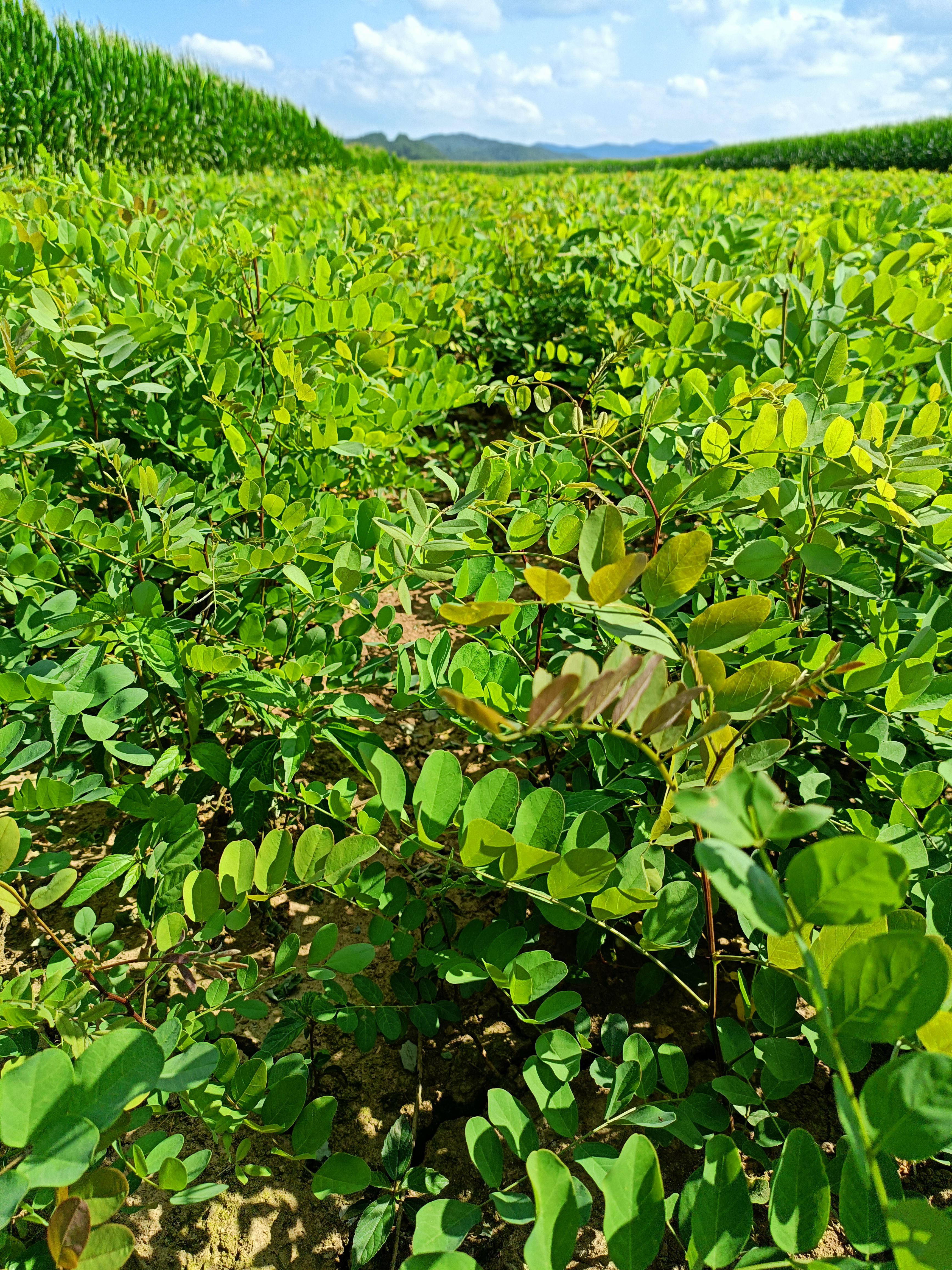 刺槐苗 产地直销一手货源价格合理