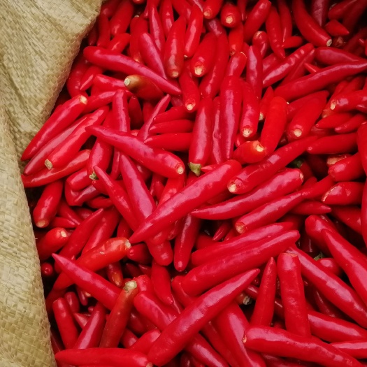小米椒 天宇