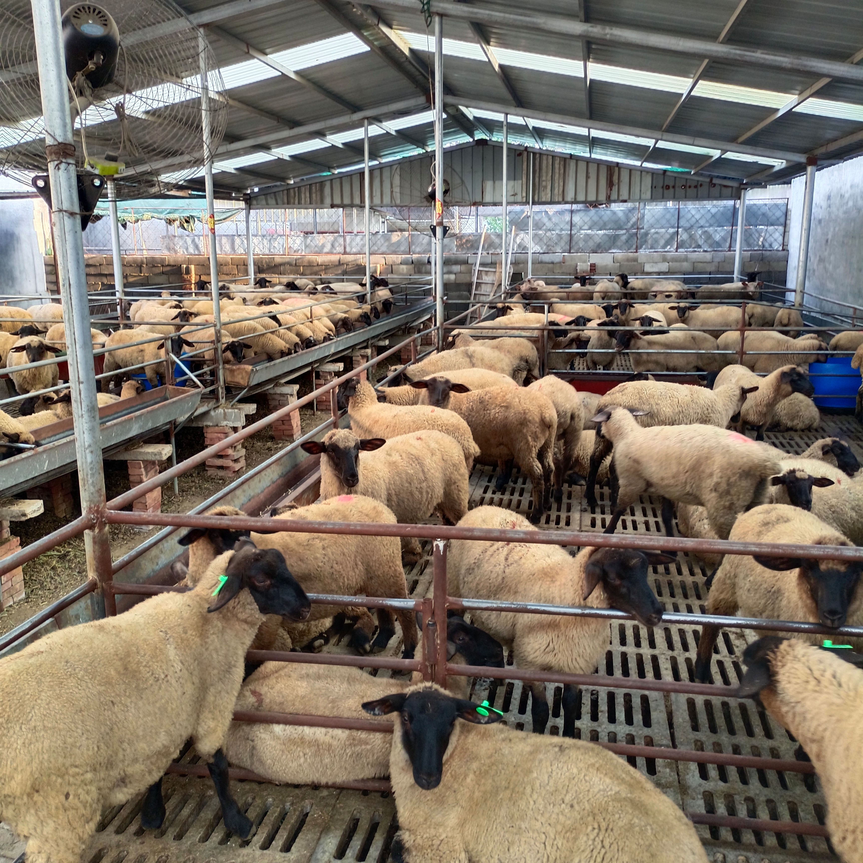 绵羊  萨福克公母都有，