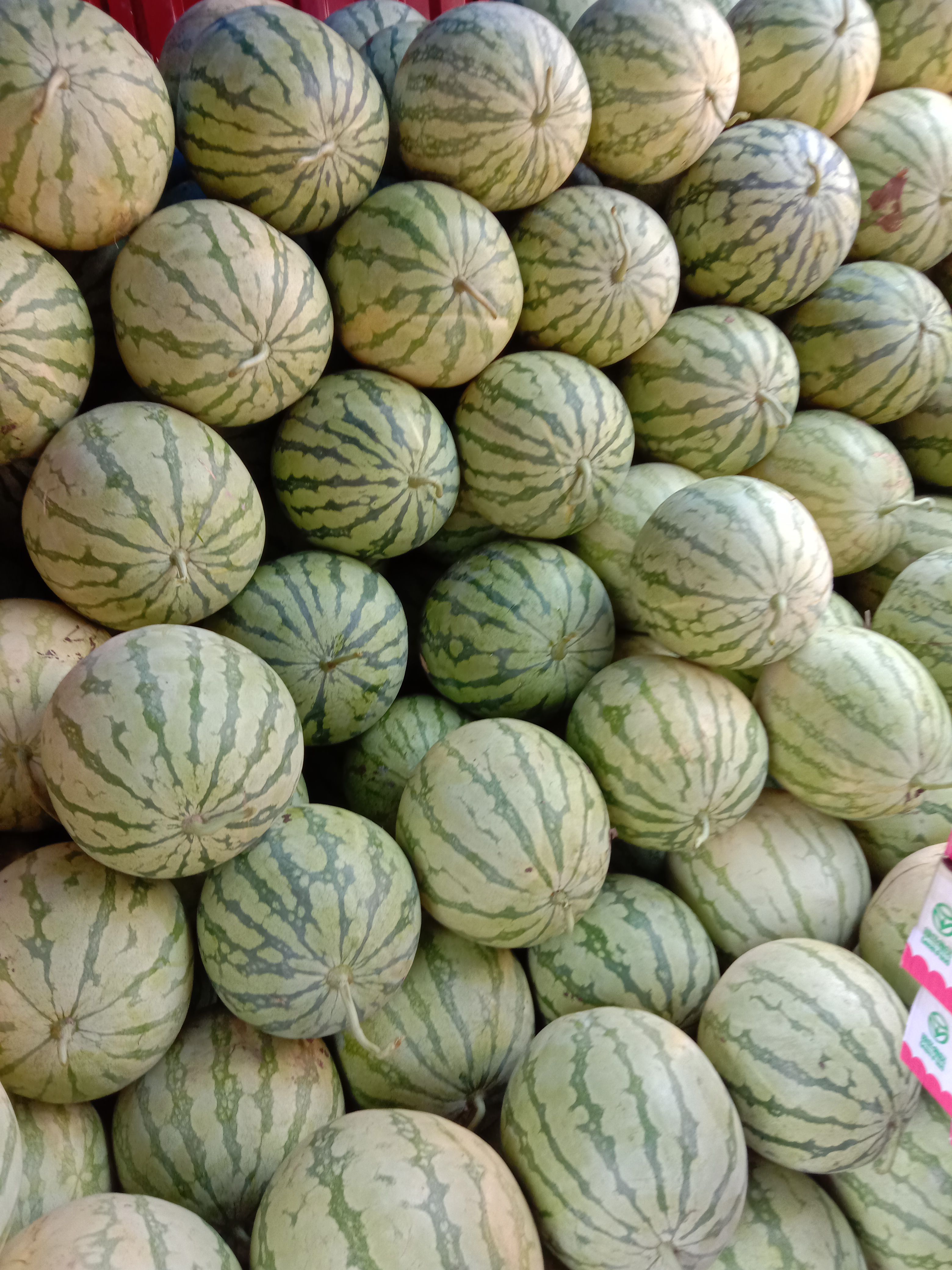 花皮无籽西瓜,头茬,八成熟以上,通货