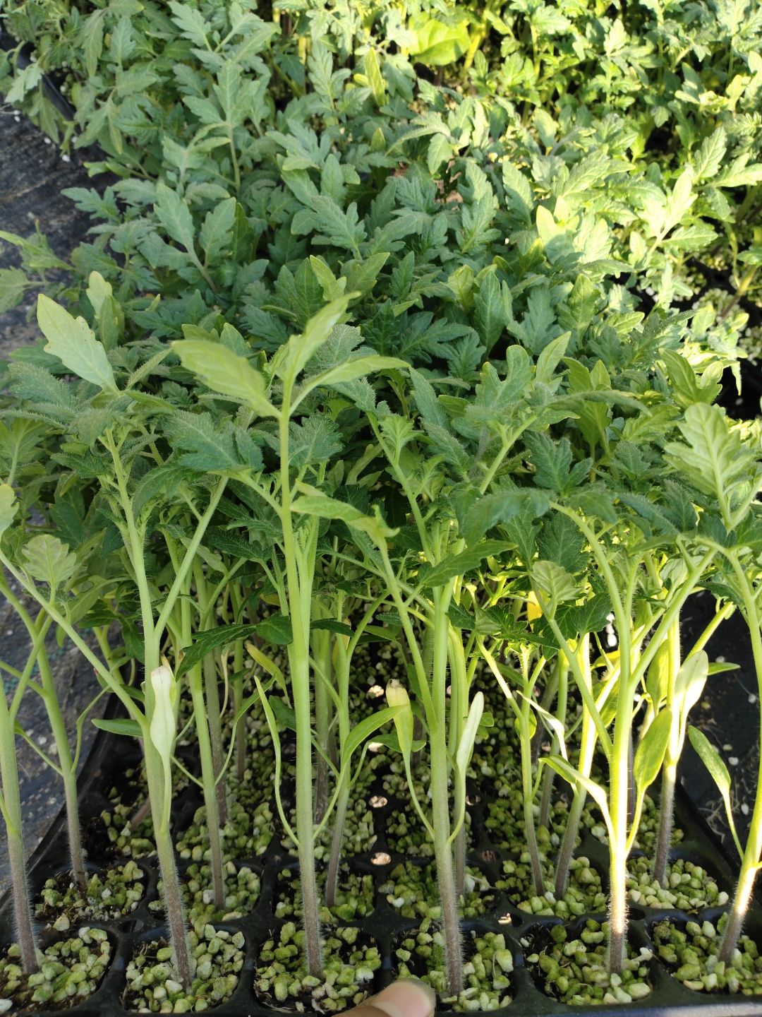 草莓西红柿苗/120g左右/糖度高/橙皮/