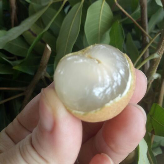 珠海甜甜的龙眼