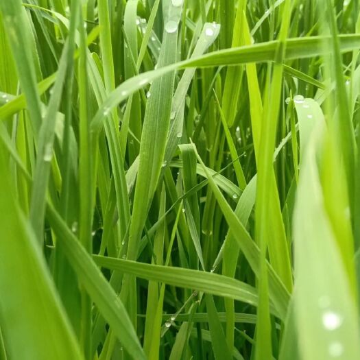 岷县名称:提摩西，猫尾草等。成年草食性宠物的主要食物。