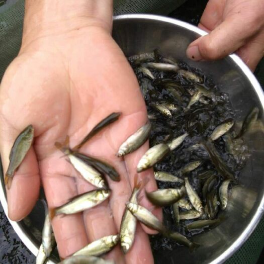重庆市草鱼苗