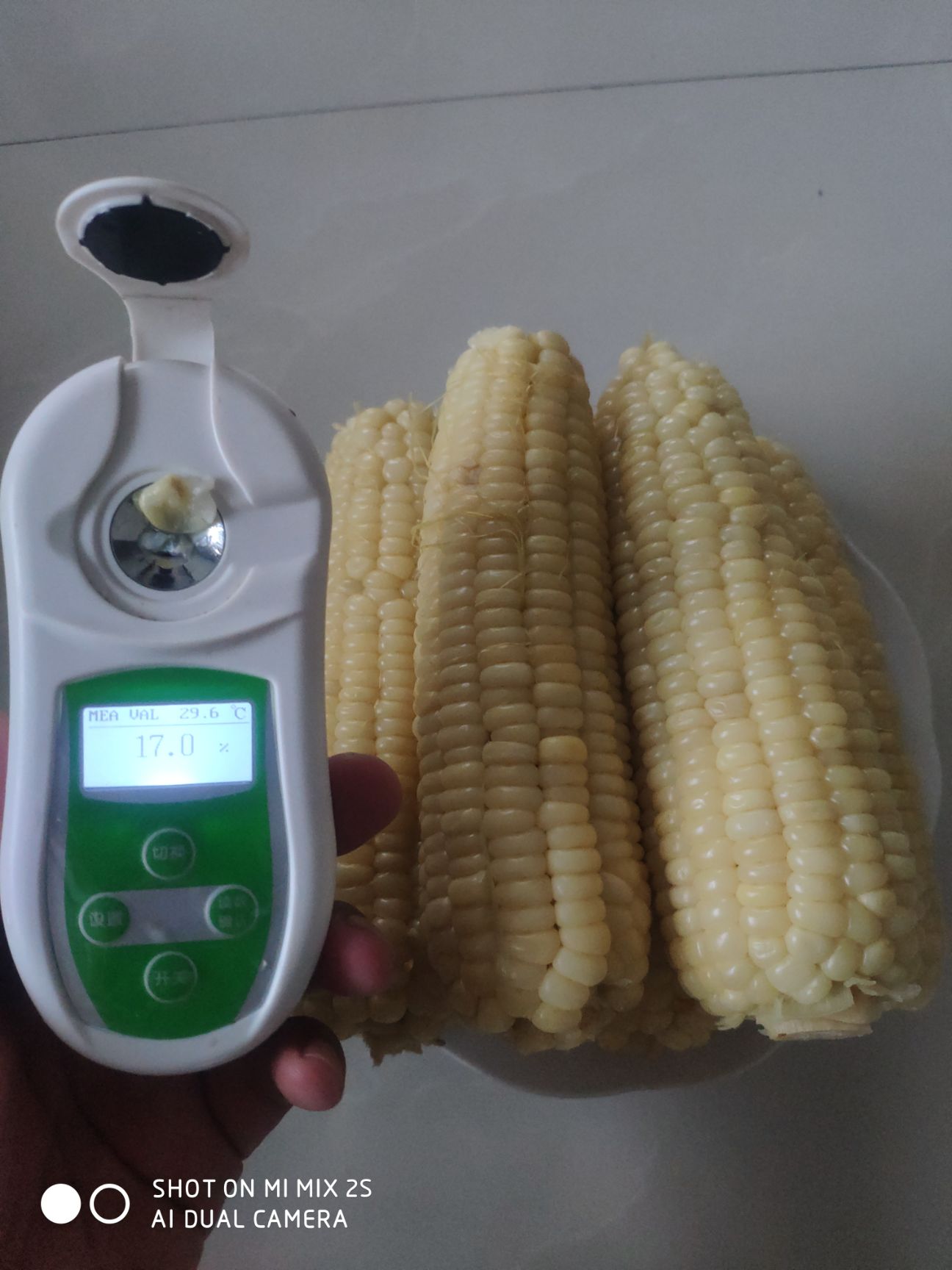 甜玉米  全国十大甜糯玉米品种，接受订单种植，