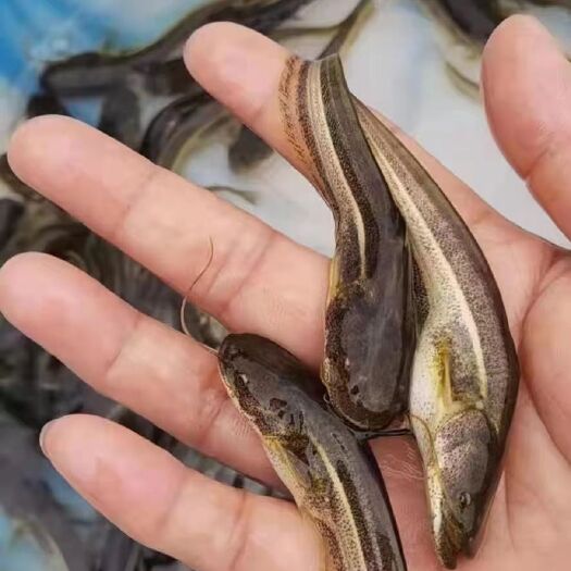 富顺县鲢鱼苗