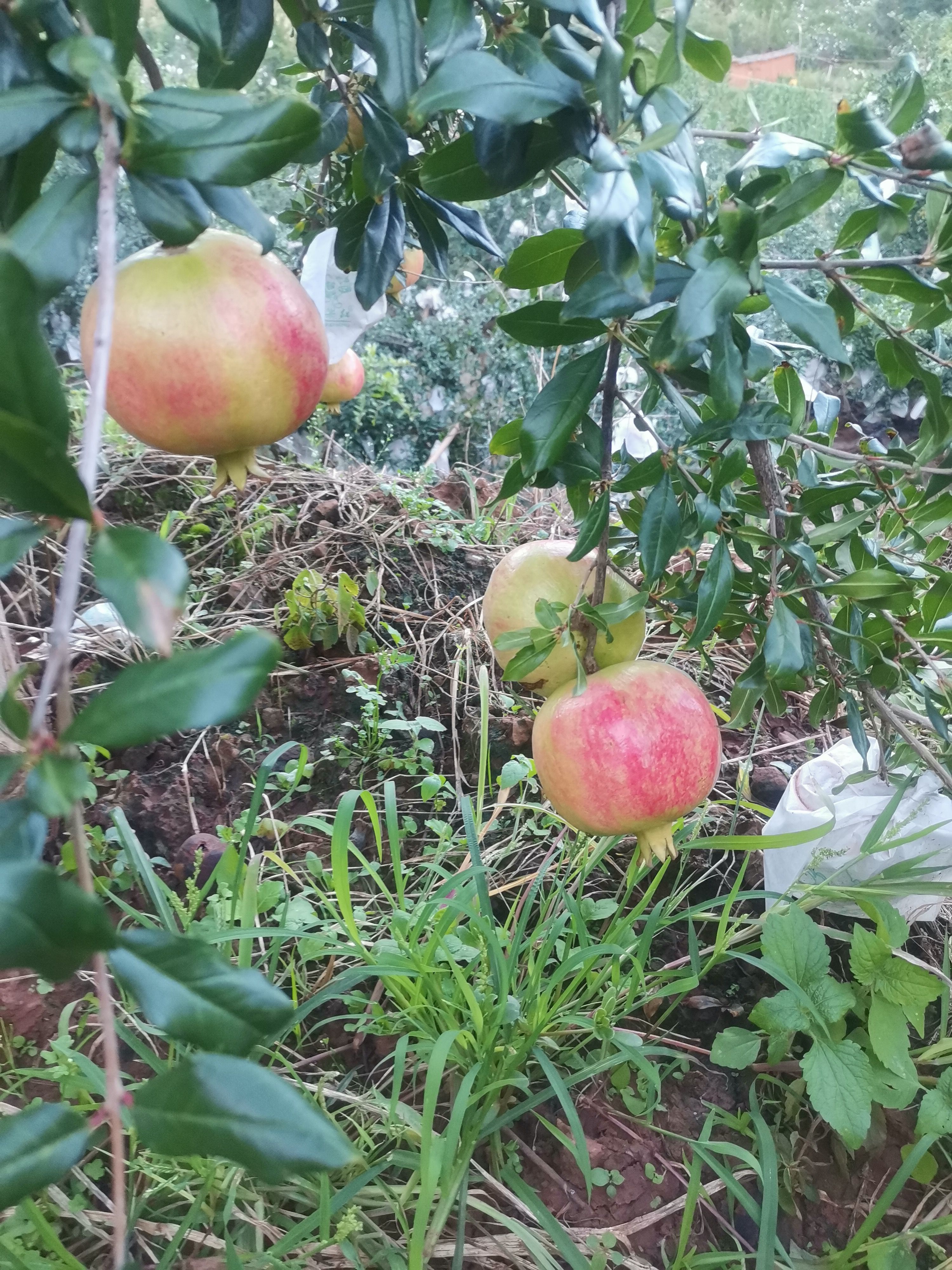 突尼斯软籽石榴 软子石榴，现在已经大量上市，个头大颜色好，口感好，