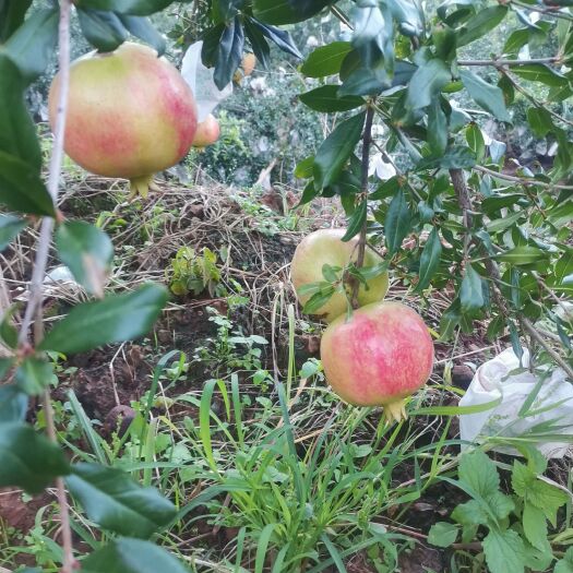会理市突尼斯软籽石榴 软子石榴，现在已经大量上市，个头大颜色好，口感好，