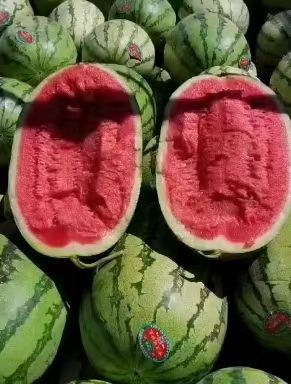 宁夏中卫香山硒砂瓜