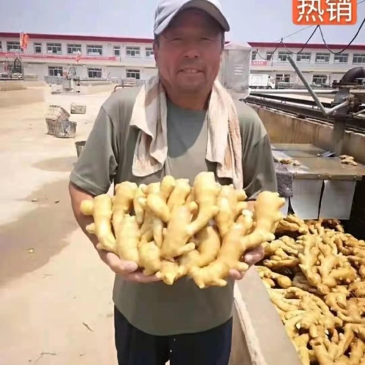 珠海生姜，大黄姜大降价（货源充足，质量保证）（支持全国发货）