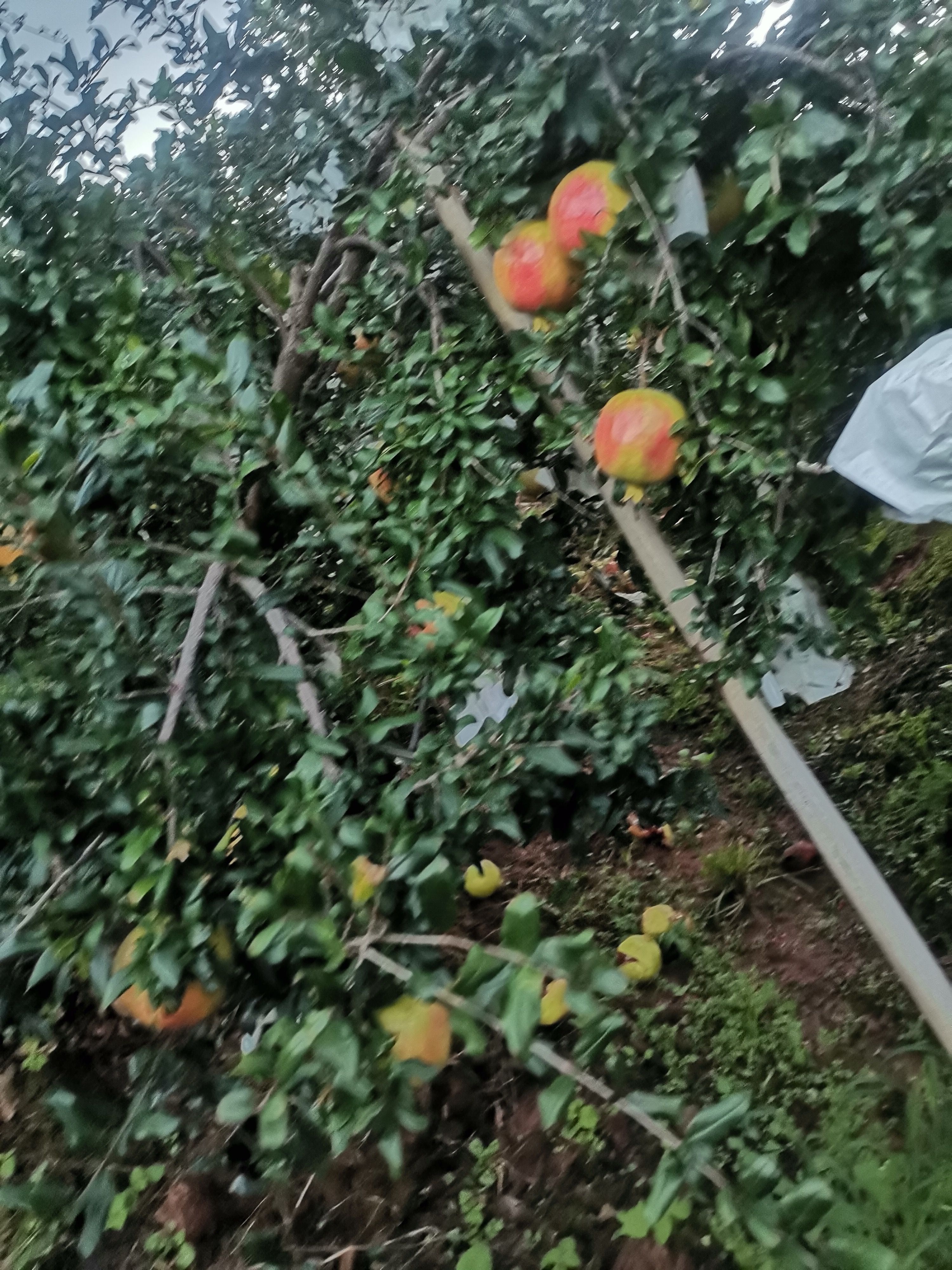 突尼斯软籽石榴 软子石榴，现在已经大量上市，个头大颜色好，口感好，