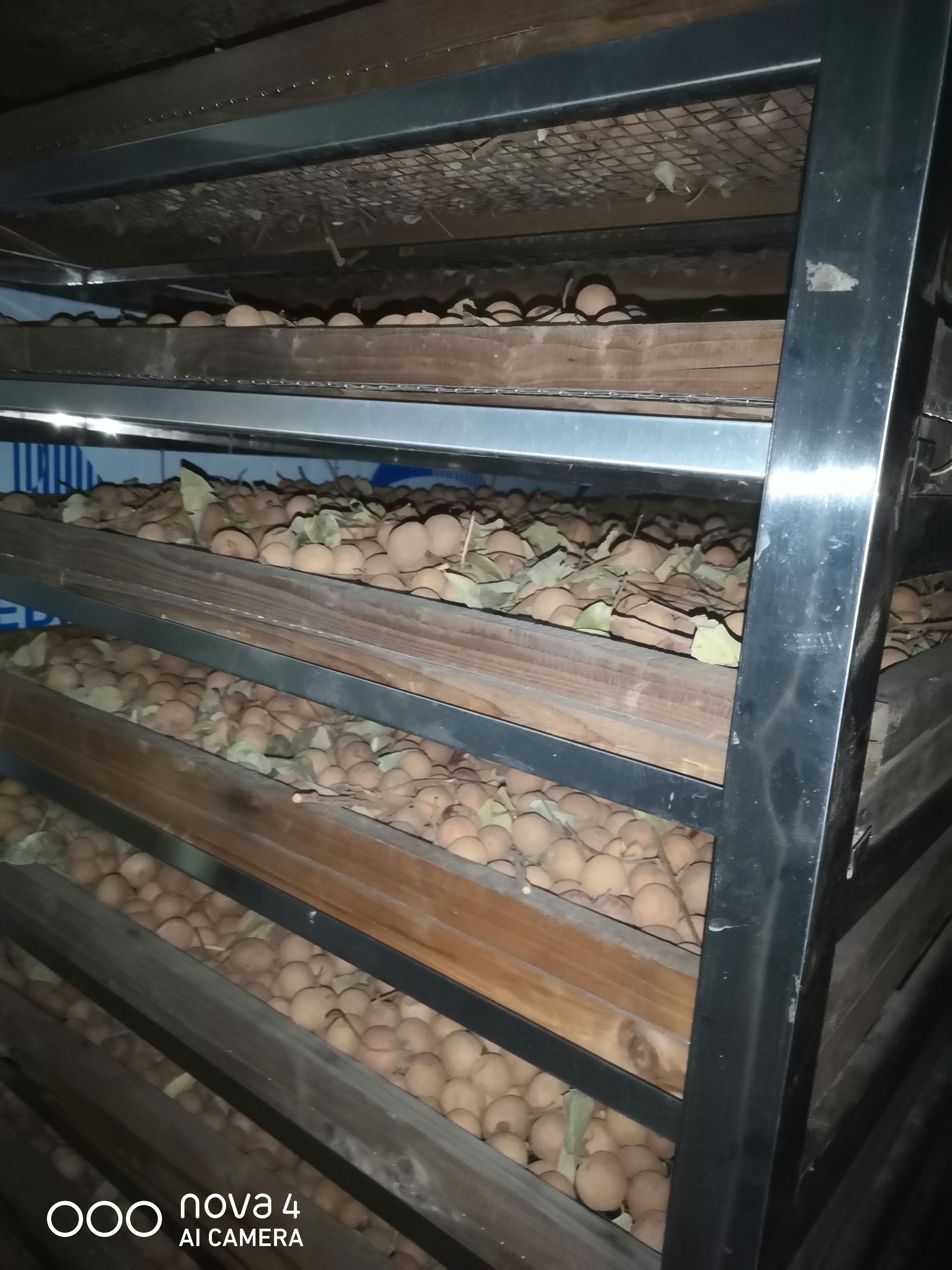 广东高州分界正宗储良龙眼干，带壳桂圆干