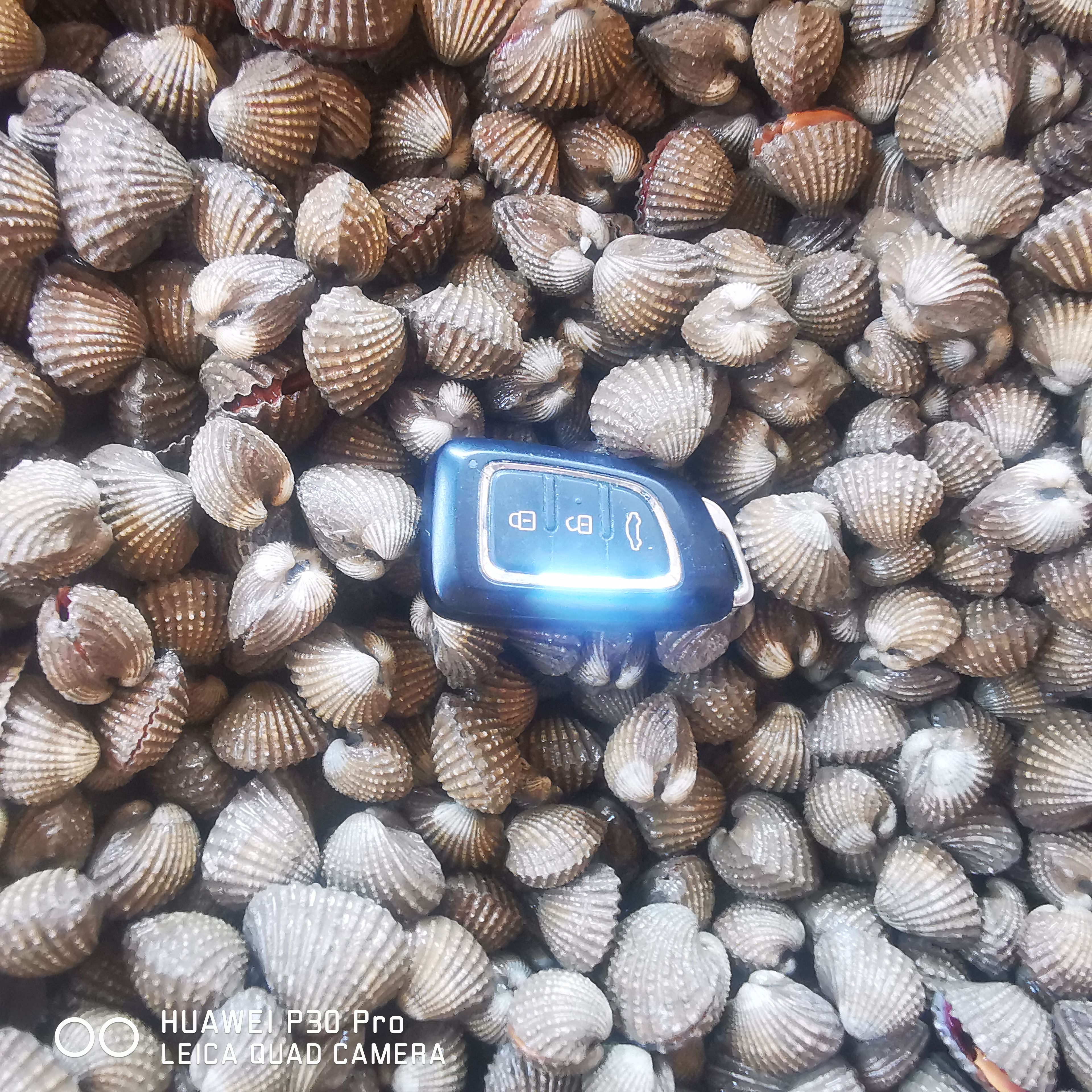 黄贝  连云港血蛤生鲜非毛蛤海鲜水产