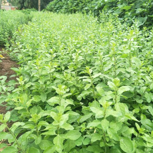 枸杞芽  云南高原露天种植，自己种植泡沬箱加冰快递发货有冻库
