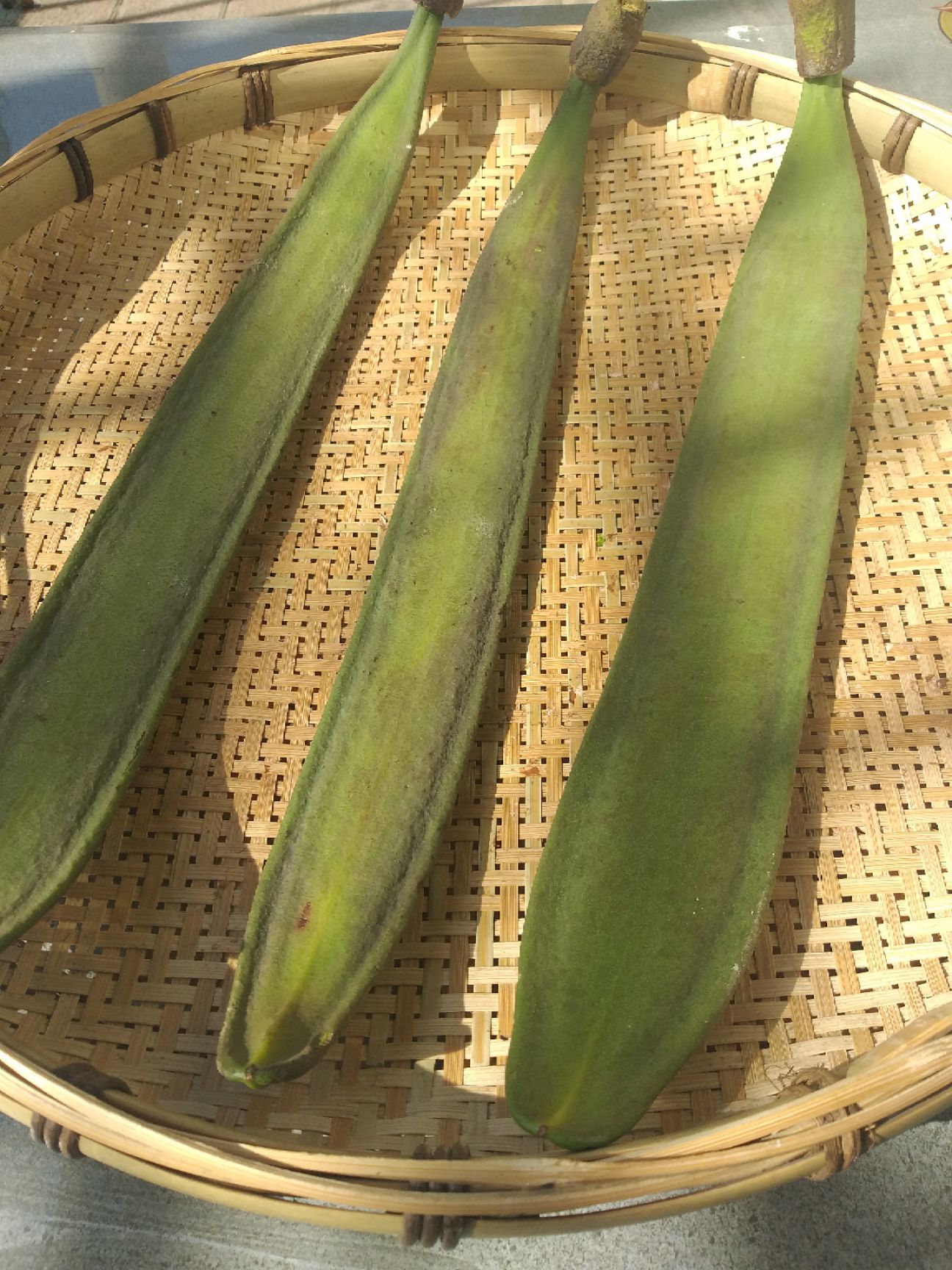  西双版纳豆角新鲜海船菜木蝴蝶海床菜