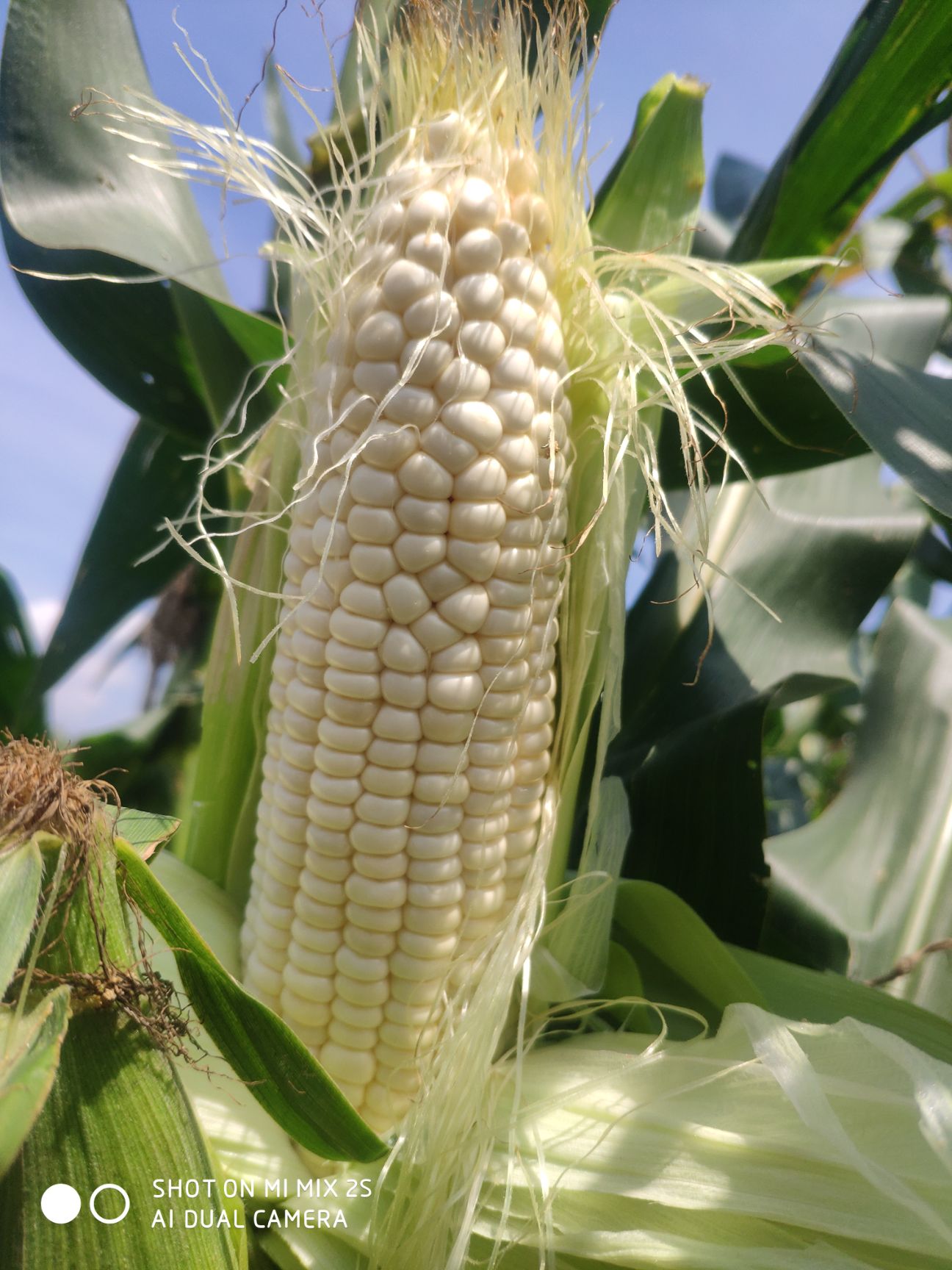 甜玉米  全国十大甜糯玉米品种，接受订单种植，