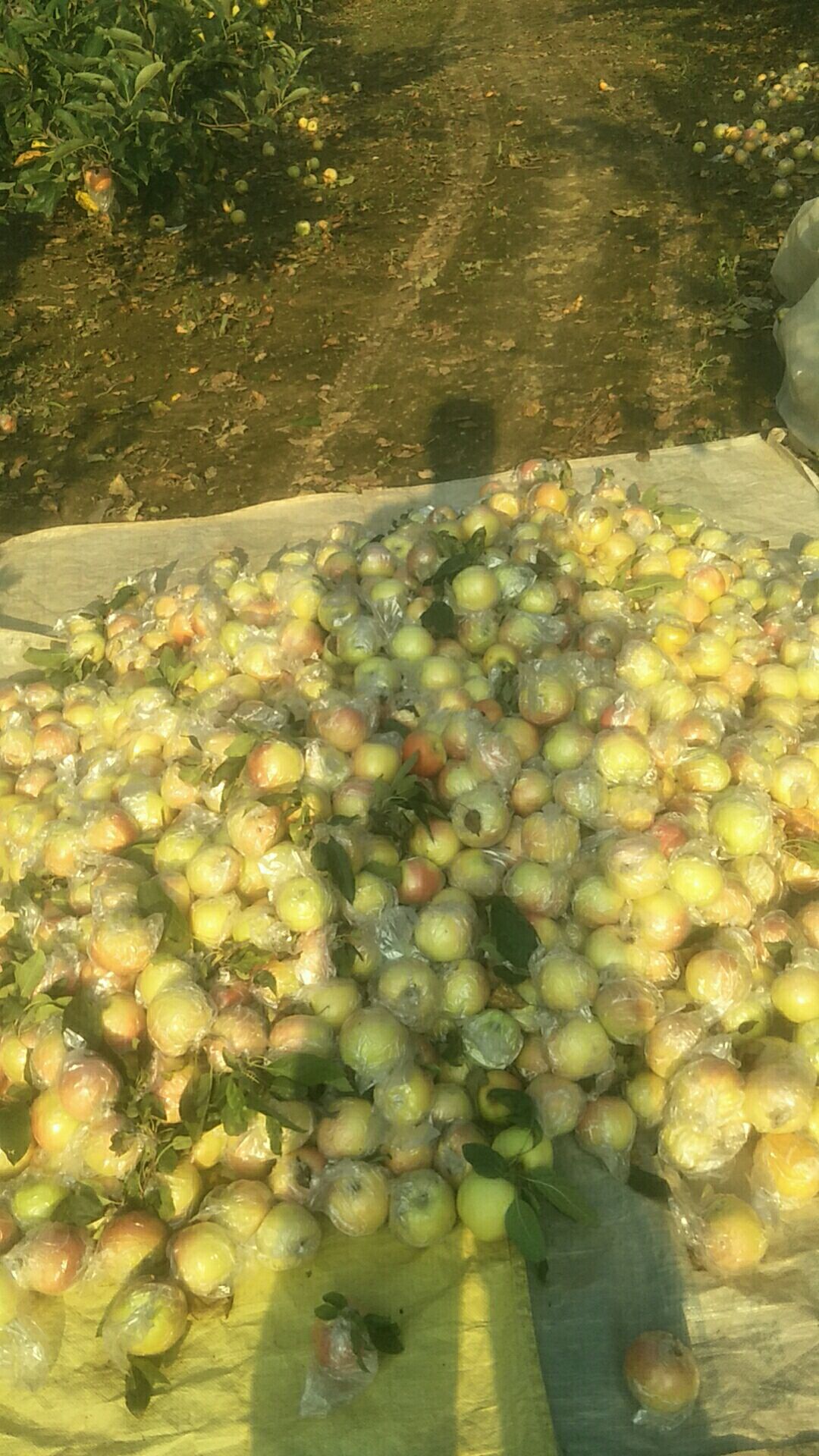 嘎啦苹果 山东聊城嘎拉美八大量上市